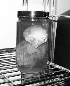 科学家找到外星人头像原型与人类胚胎相似
