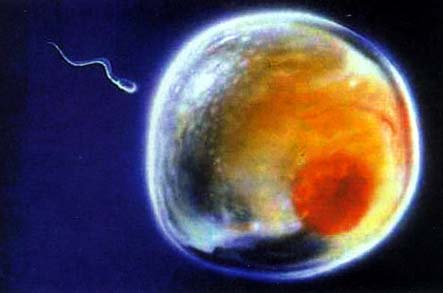 当精子遇到卵子 <wbr>生命传奇由此开始