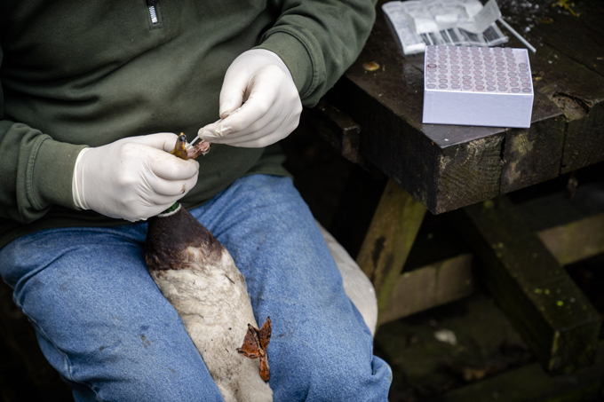 荷兰的 Kooiker Teun de Vaal 用棉签测试他的一只鸭子。