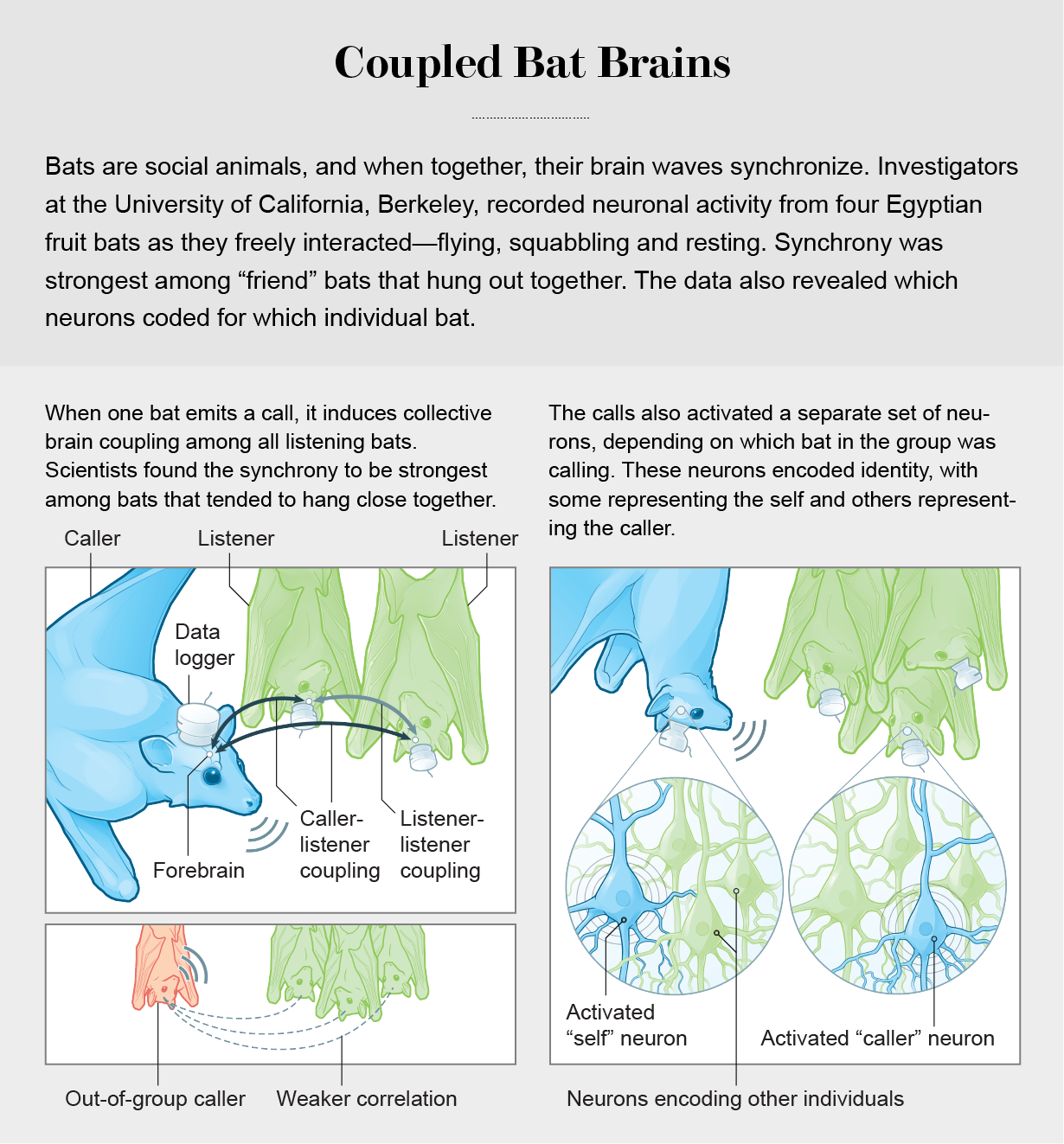 图表显示了研究人员如何追踪一群埃及果蝠的大脑同步性，并发现倾向于在一起闲逛的蝙蝠之间的同步性最强。