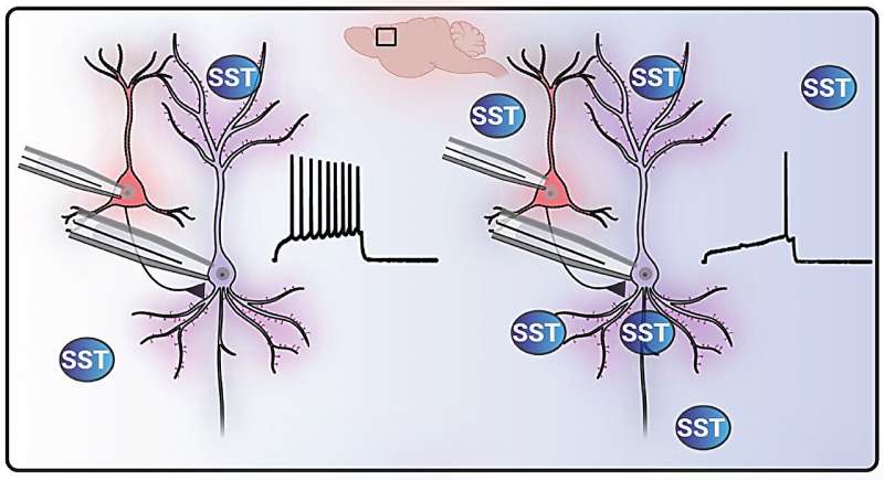 Uncovering the role of somatostatin signaling in the brain