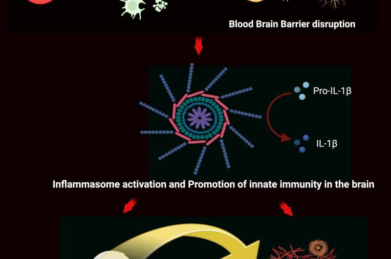 免疫细胞与焦虑、抑郁和阿尔茨海默病有关