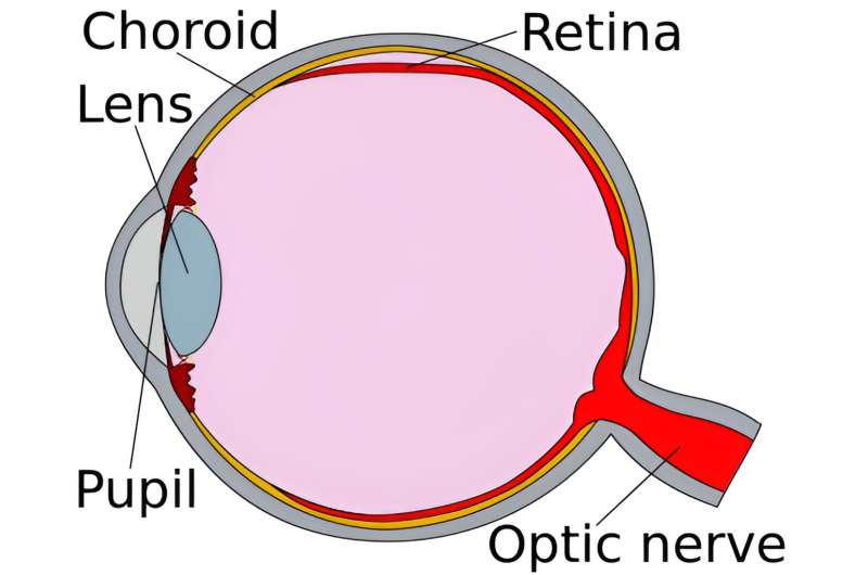 研究人员开发微创技术修复视网膜脱离