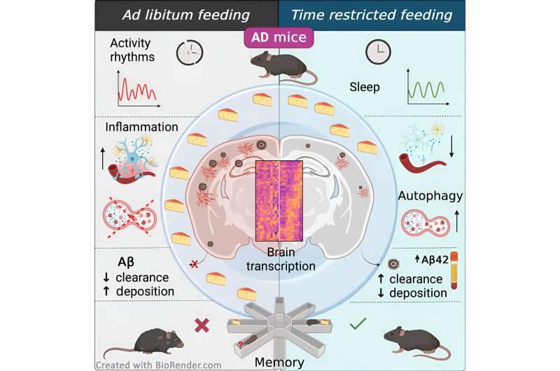 间歇性禁食可改善小鼠模型中的阿尔茨海默病病理学