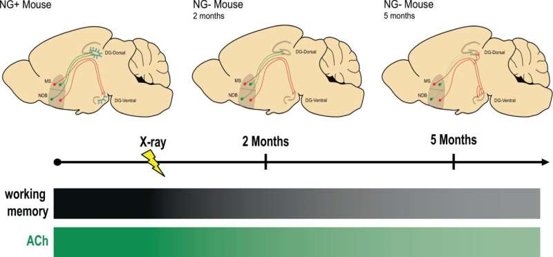 成人大脑中的婴儿神经元需要维持记忆