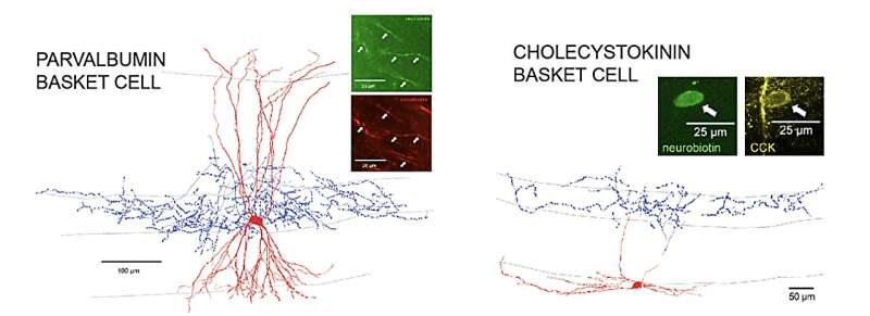 探索气味引导空间导航期间不同海马中间神经元类型的活动模式