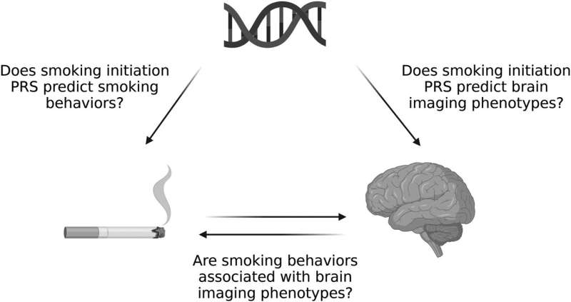 吸烟与大脑萎缩有关