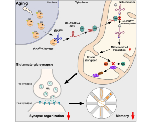 研究揭示谷氨酸tRNA片段在大脑衰老和阿尔茨海默病中的关键作用
