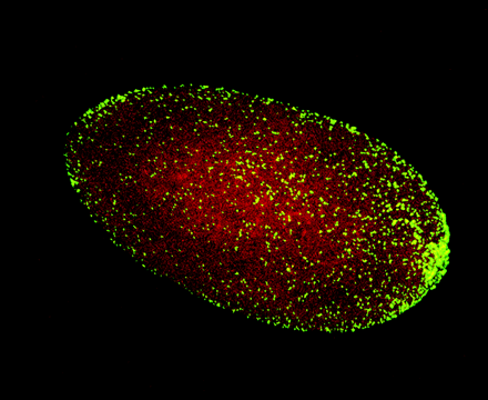 图4，感染了沃尔巴克体的果蝇细胞的共聚焦显微图像，图中红色的是细胞核，绿色的是沃尔巴克体.gif