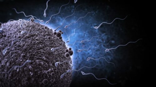 科学家用皮肤细胞造出精子卵子 有望治疗不育症