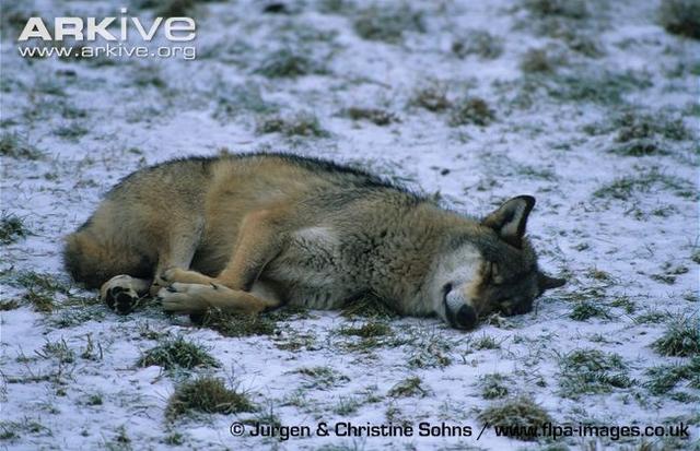 Eurasian-wolf-sleeping-in-snow.jpg
