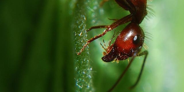 昆虫学家谈《蚁人》：关于蚂蚁，电影说对了什么？