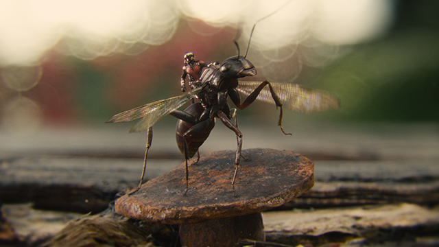 看《蚁人》，怎么少得了看昆虫学家的吐槽