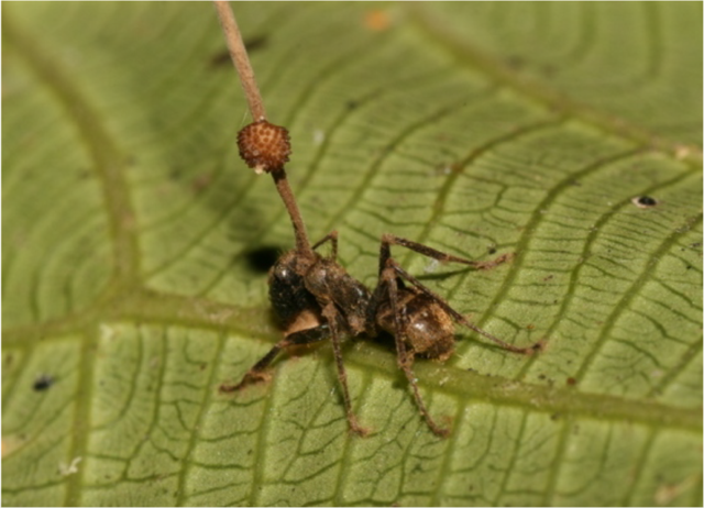看《蚁人》，怎么少得了看昆虫学家的吐槽