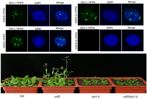 植生生态所科研人员鉴定出植物microRNA转录和加工复合体中的一个新组分