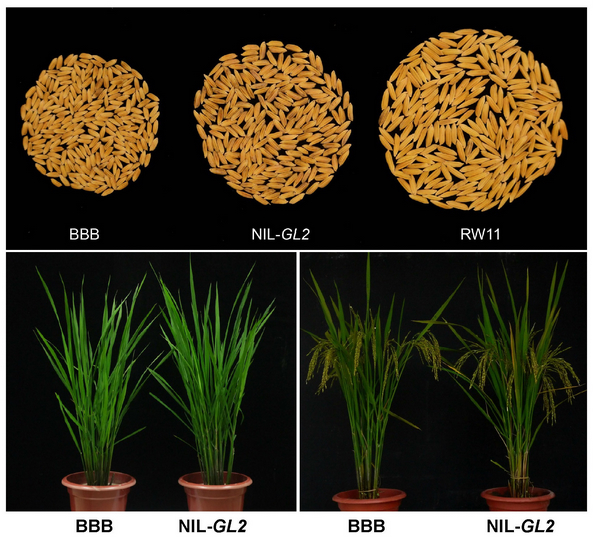 水稻籽粒大小调控机制研究取得重要进展
