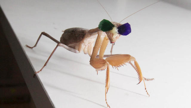 螳螂也有3D眼镜了！