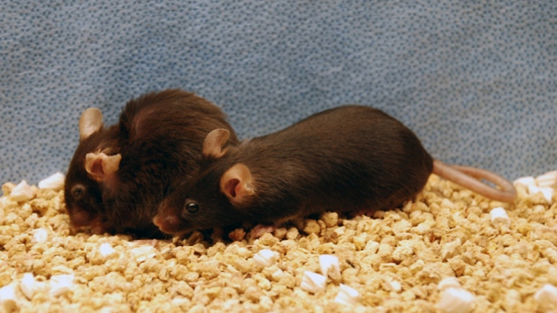 Nature：清除衰老细胞可延长小鼠寿命