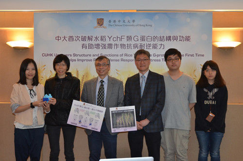 香港中文大学破解水稻基因G蛋白 提升水稻抗病害能力