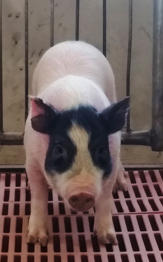 广州生物院获得完全产生人胰岛素的基因编辑猪
