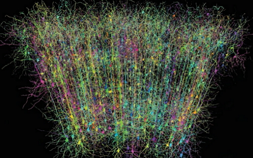 Science：神经科学家齐聚，共探国际脑科学项目