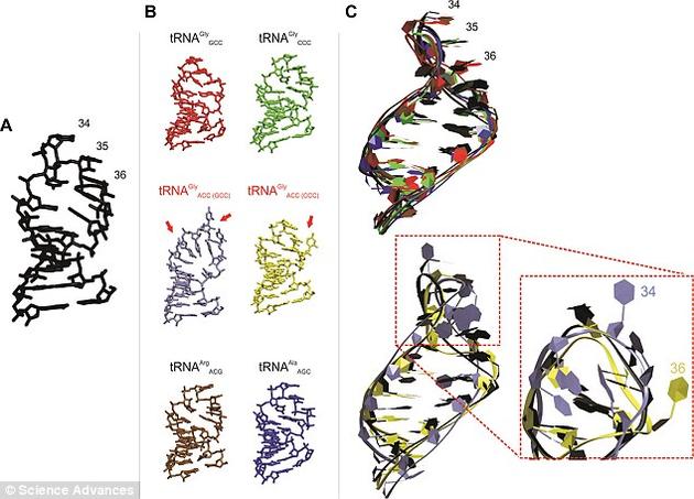 科学家或解开遗传机制数十亿年不变之谜:DNA本身存在限制 每个转运RNA都有两块关键区域,这两块区域的不同组合为每个tRNA赋予了独特的身份。如果氨基酸种类过多的话,在产生新的tRNA时,整个系统肯定会出现混乱。