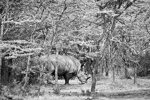 拯救即将灭绝的北白犀? 干细胞值得一试 拯救即将灭绝的北白犀? 干细胞值得一试