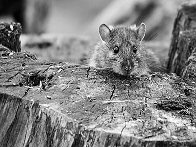 细菌变身抗癌“卧底”