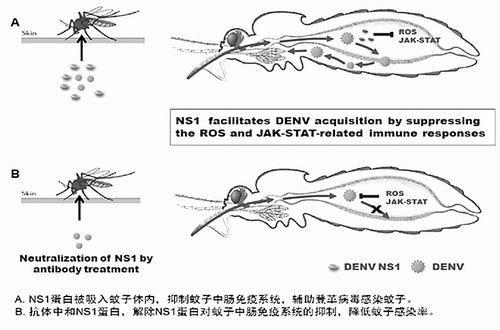 科学家发现登革病毒从宿主传播到蚊虫的机制