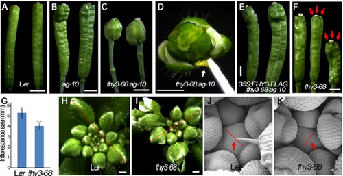 科学家揭示植物分生组织维持及分化的分子机制
