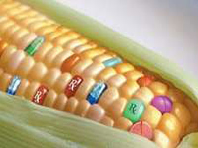 “聚众“吃转基因玉米 多位学者呼吁加快产业化
