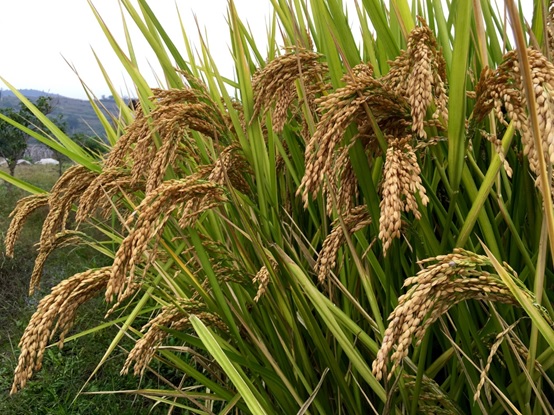 我国科学家揭开水稻杂种优势的遗传之谜