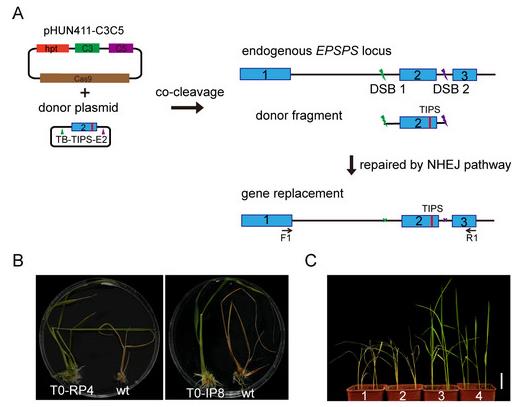 遗传发育所在水稻中建立基因定点替换及定点插入体系