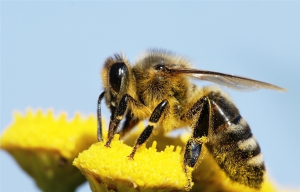 花粉传播影响植物适应更热天气
