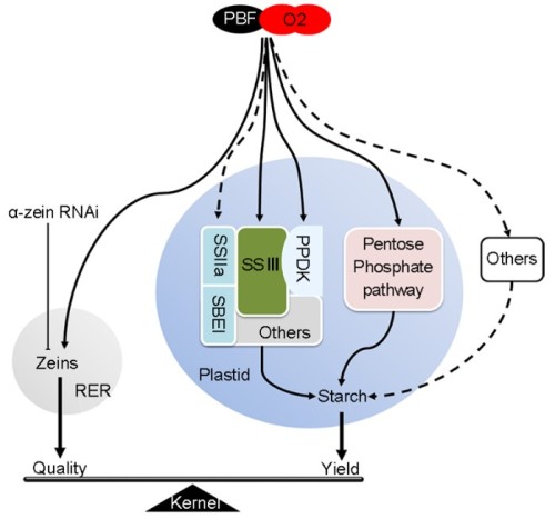 上海生科院等在玉米品质和产量调控研究中取得进展