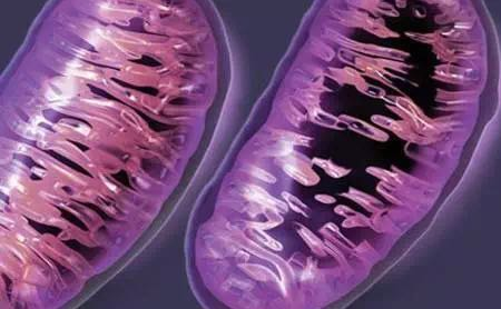 研究发现脊髓性肌萎缩症的潜在新治疗靶点