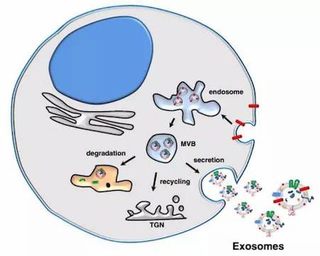 Nat Cell Biol：癌症信号通路新研究点明治疗方向