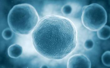 Nat Commun:通过不朽的干细胞探索抗衰老机制