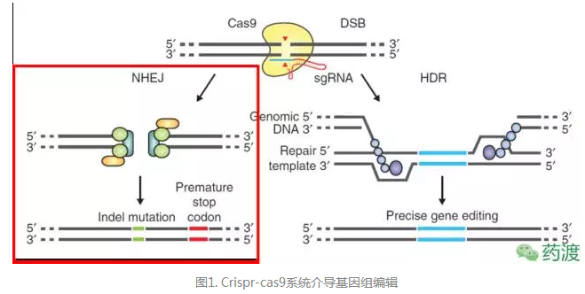 【综述】治疗性CRISPR/cas9技术研究进展