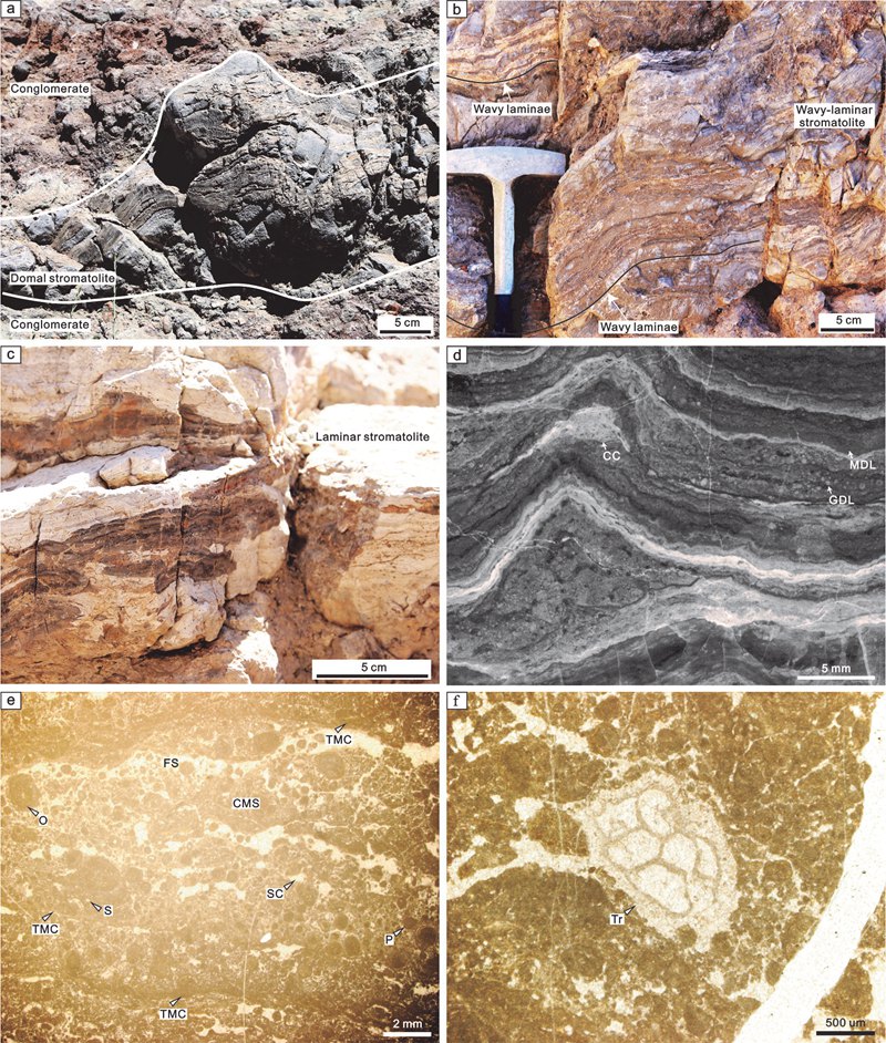 南京古生物所等发现3.59亿年前大灭绝后全球微生物岩复苏