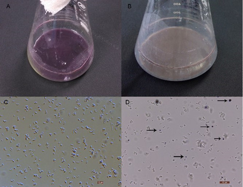 天津工生所在谷氨酸棒杆菌发酵生产紫色杆菌素研究中获进展
