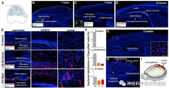 Cell Stem cell：科学家发现脑膜存在神经干细胞