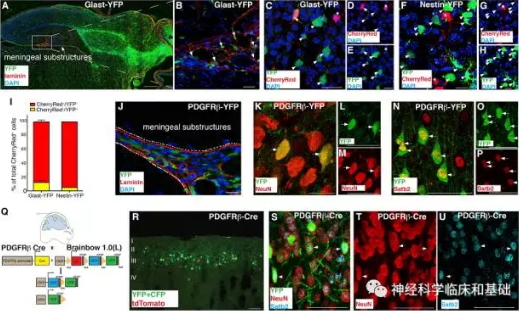 Cell Stem cell：科学家发现脑膜存在神经干细胞
