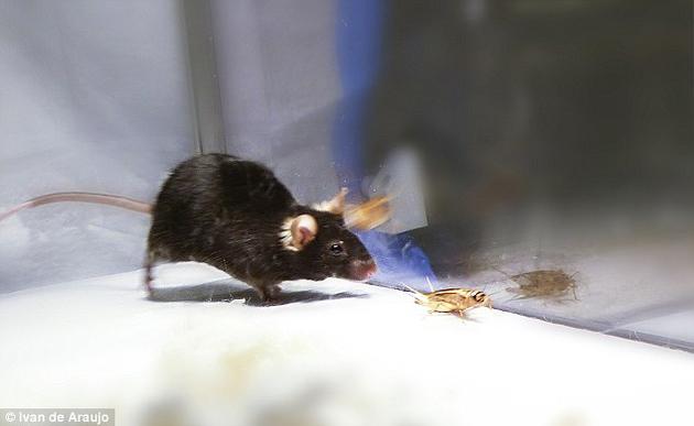 小鼠给人的印象是温顺胆怯，而且超级喜欢奶酪，但在近期的一项研究中，科学家激活了小鼠的“杀手本能”，使它们变成了富有侵略性的“僵尸”。