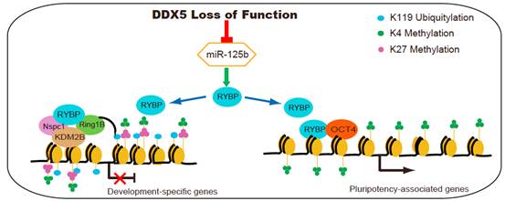 广州生物院揭示RNA结合蛋白DDX5对体细胞重编程的关键作用