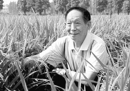 袁隆平：三年内让海水稻亩产突破300公斤