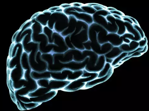 复制大脑 “永生” 成真？