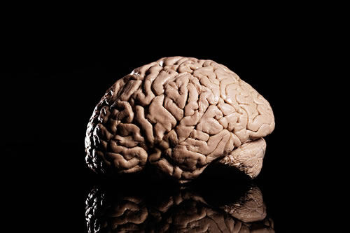 大脑奖赏系统解析让科学家获百万欧元奖金