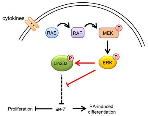 上海生科院发现胞外信号通过ERK激酶磷酸化Lin28调控P19细胞增殖及分化
