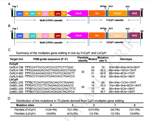 上海生科院利用CRISPR/Cpf1系统简单高效实现水稻多基因定点编辑
